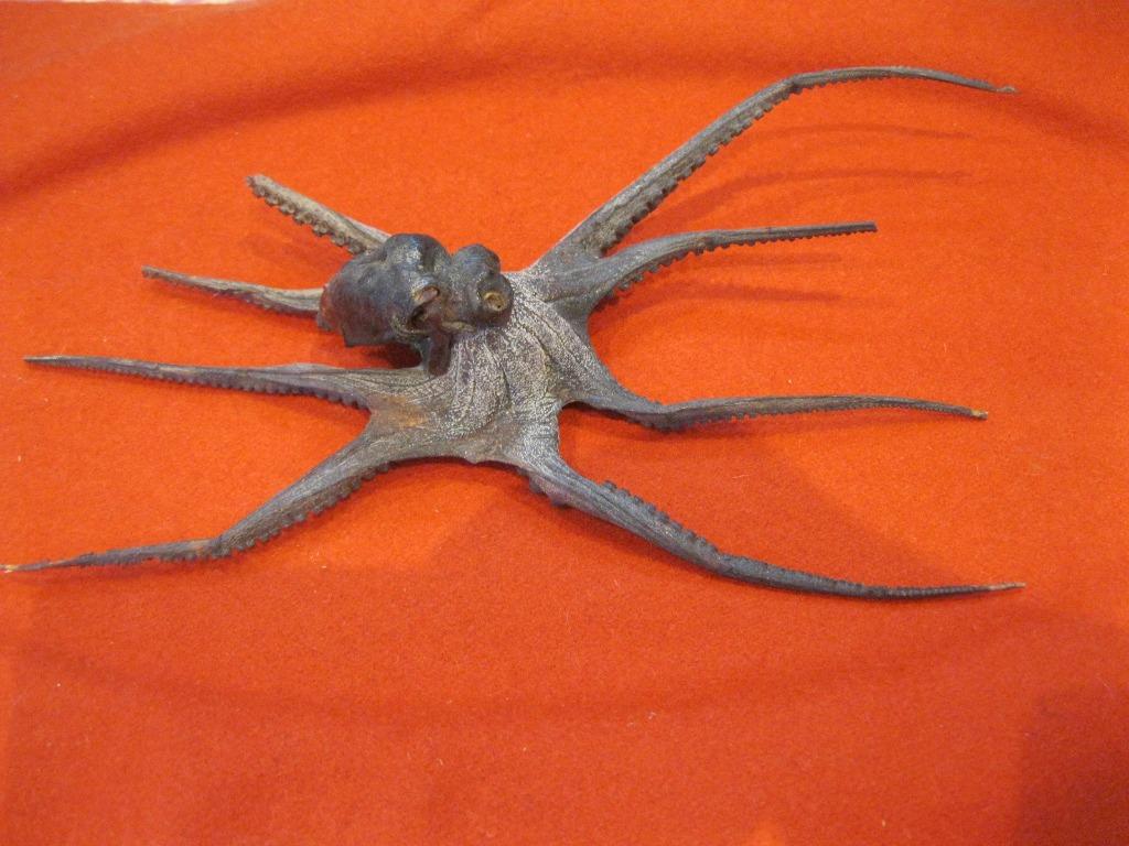 Geplastineerde octopus, Antiek en Kunst, Ophalen of Verzenden