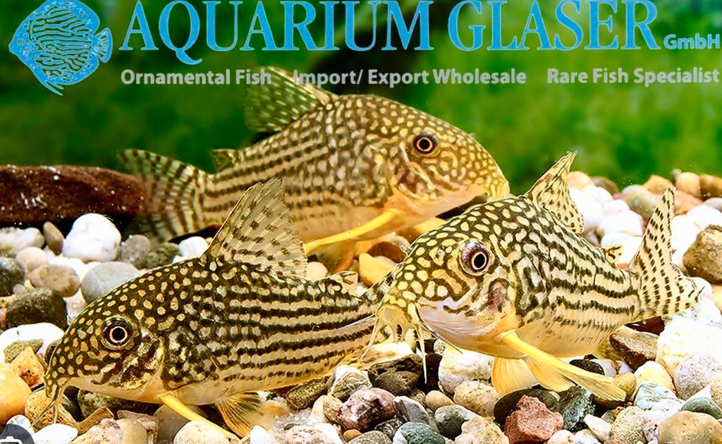 Corydoras Sterbai Rio Guapore F1, Poisson, Poisson d'eau douce, Banc de poissons