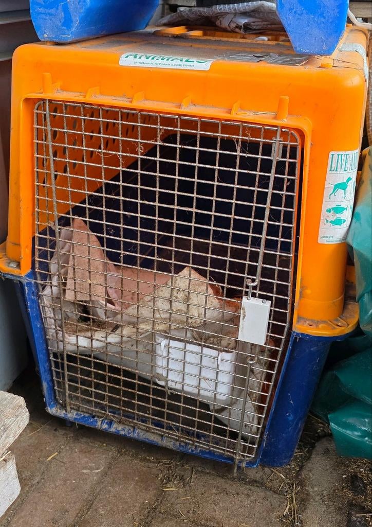 Grote transportkooi, Dieren en Toebehoren, Ophalen, Gebruikt