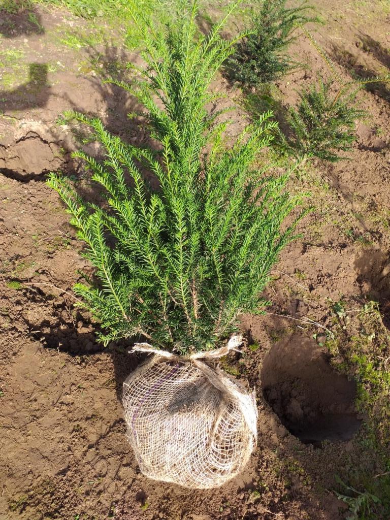 Taxus baccata haagplanten met kluit, Ophalen, Taxus