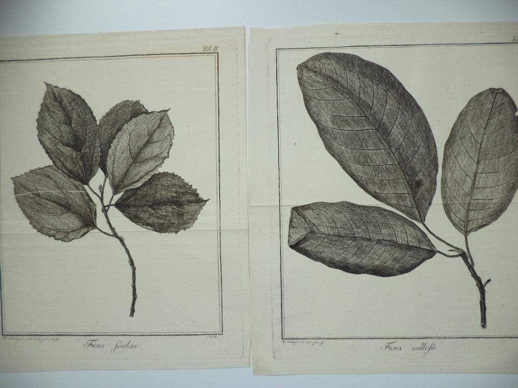 1798 Twee kopergravures FICUS Friedrich Guimpel botanist DL., Antiek en Kunst, Ophalen of Verzenden