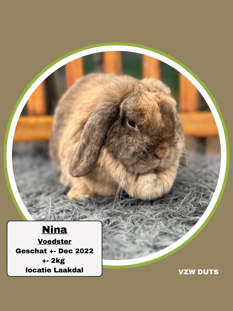 Voedster ter adoptie vzw duts, Dieren en Toebehoren, Vrouwelijk, Klein