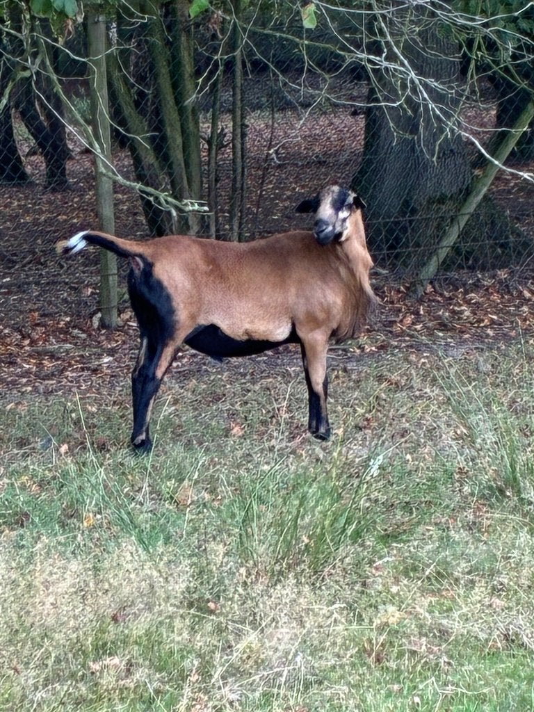 Barbados Blackbelly ram( mei 2025)te koop/te huur, Avril