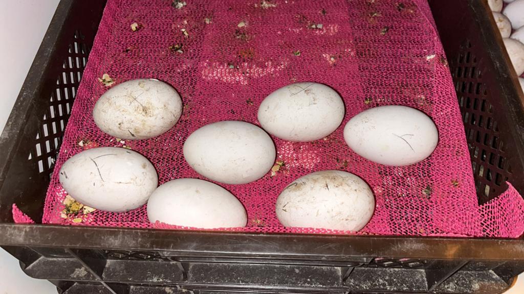 Gezocht broedeieren, Dieren en Toebehoren, Ophalen, Zo goed als nieuw