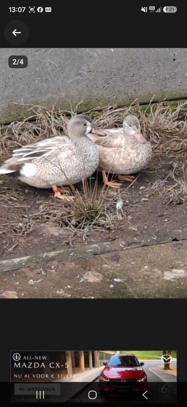 blonde blauwvleugeltaling, Animaux & Accessoires, Plusieurs animaux, Canard
