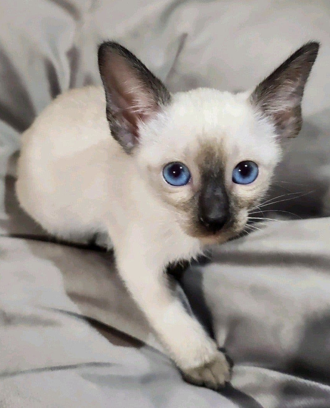 Chatons siamois typé orientaux!, Plusieurs animaux, Avec puce électronique, 0 à 2 ans
