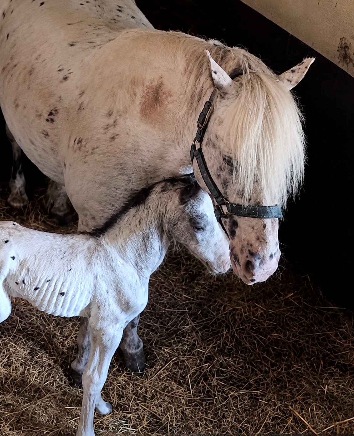 Apaloosa d pony met apaloosa hengstveulen, Animaux & Accessoires, Poneys, Vermifugé, Plusieurs animaux, L, Poney D (1.37 m à 1.48m)