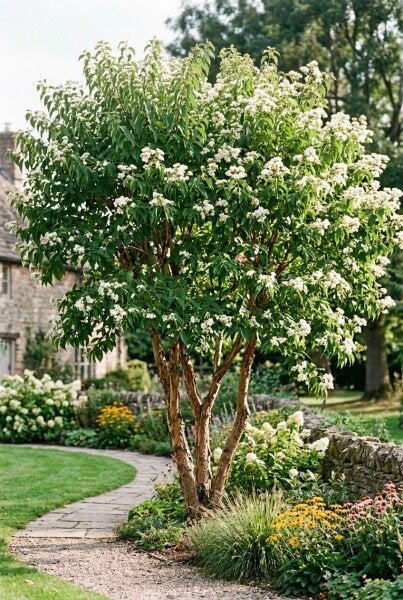 Heptacodium miconioides/ Meerstamige Zevenzonenboom  175/200, Ophalen, In pot