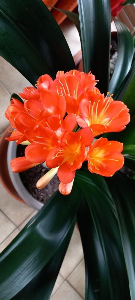 Clivia of Sint-Jozef plant, Bloeiende kamerplant, Ophalen of Verzenden, Halfschaduw, Minder dan 100 cm