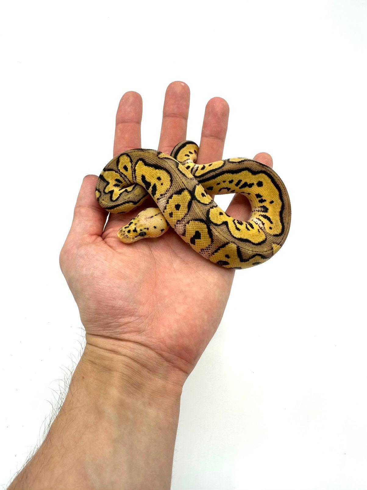 Diverse Python regius - koningspythons Ball Python photo 16