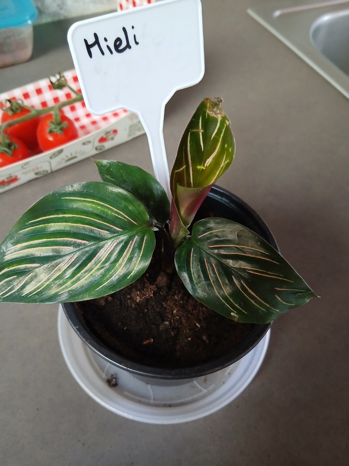 Calathea Mieli, Huis en Inrichting, Kamerplanten, Ophalen