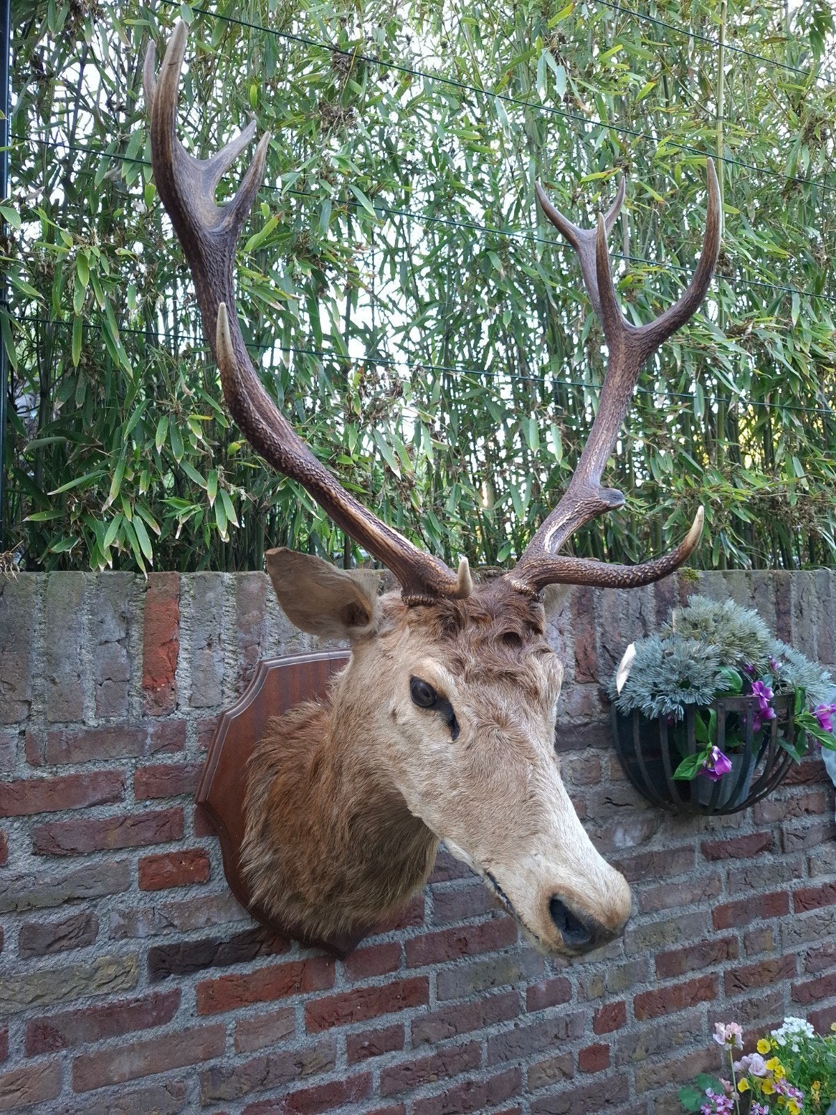tête en peluche : cerf rouge, taxidermie, bois, cerf, crâne,, Enlèvement, Cerf, Bois ou Tête