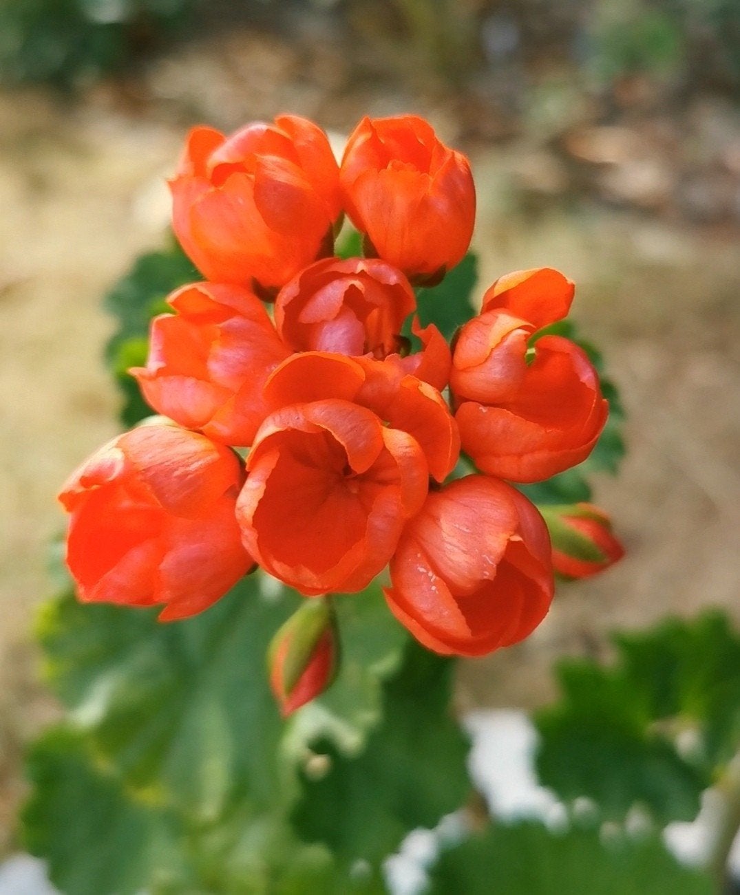 Zeldzame geranium / Pelargonium Red Pandora, Tuin en Terras, Planten | Tuinplanten, Vaste plant, Halfschaduw, Zomer, Ophalen