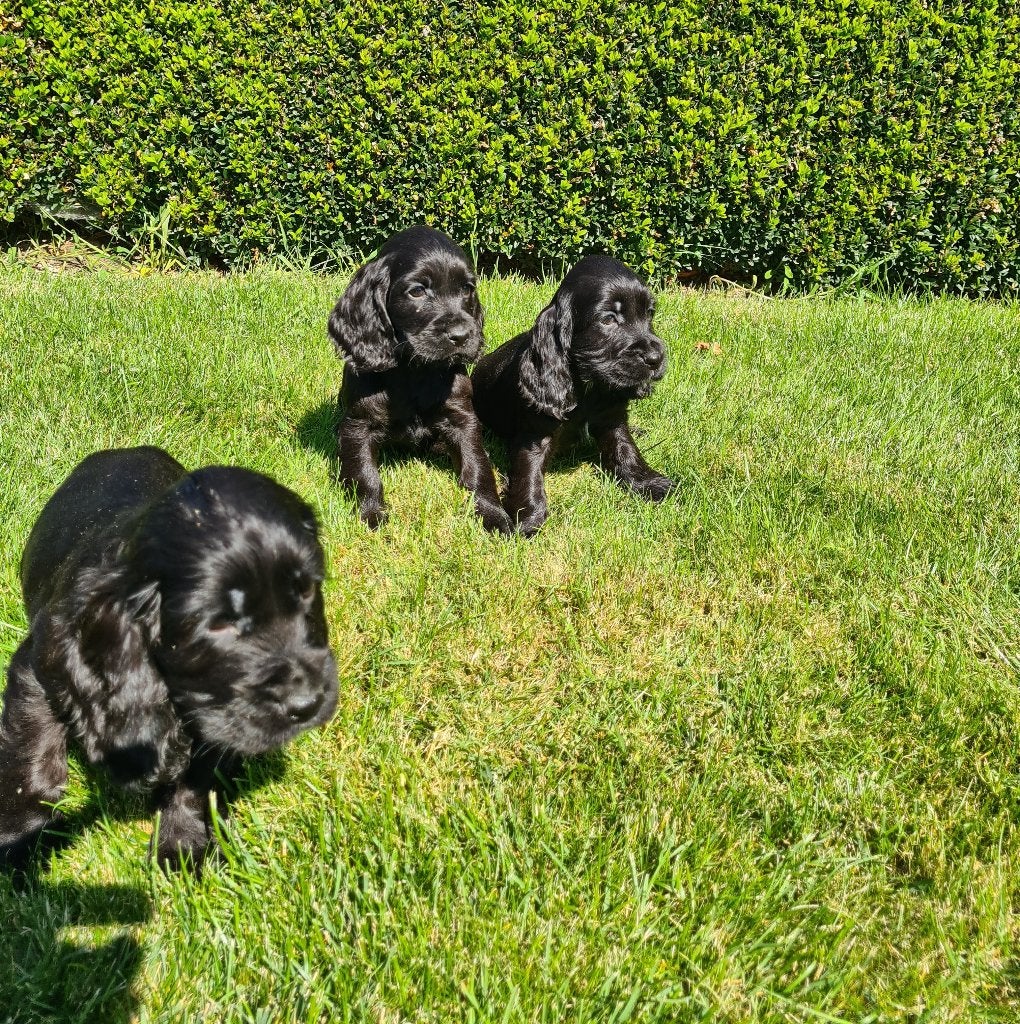 engelse cocker pups, België, CDV (hondenziekte), 8 tot 15 weken, Meerdere