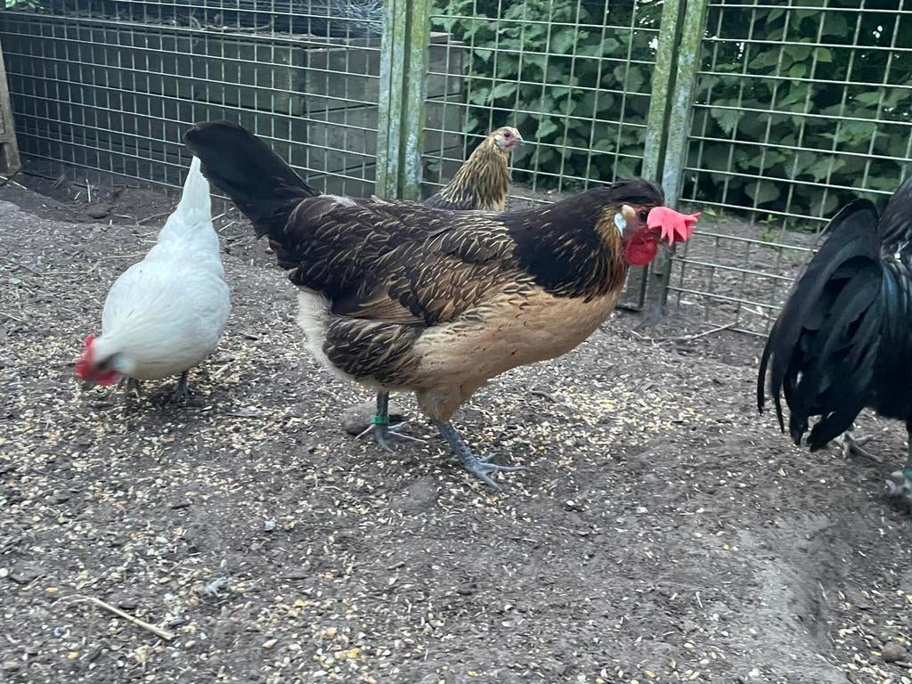 Brabants hoen, Dieren en Toebehoren