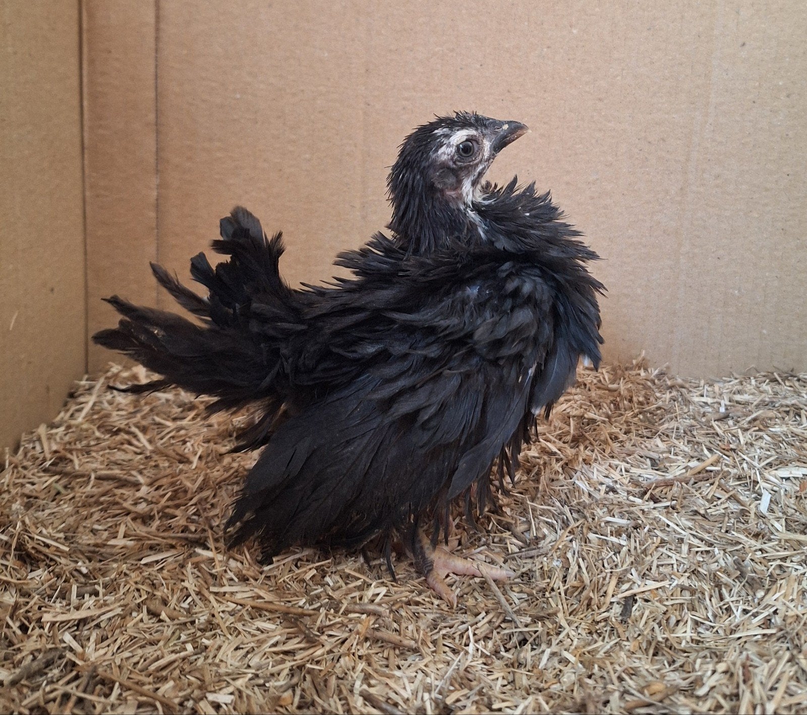 serama krulveer hennetje, Femelle, Poule ou poulet