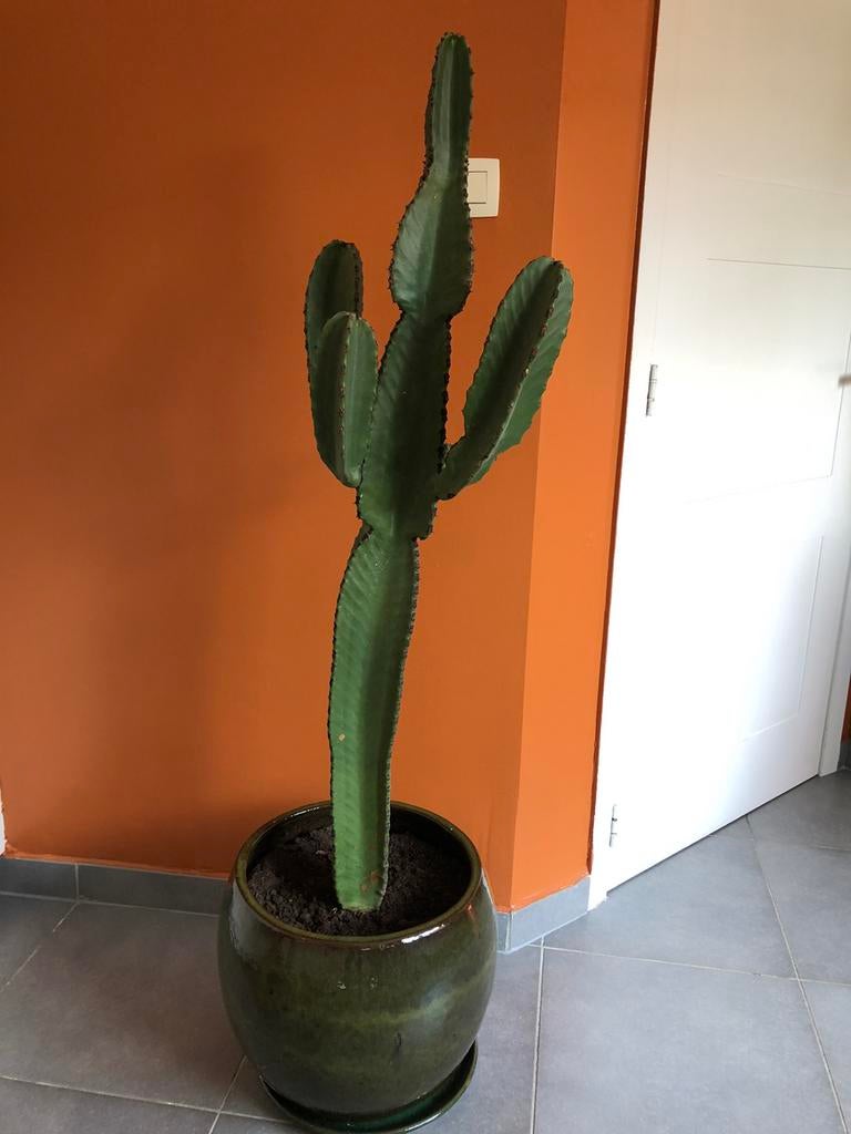 Cactus avec pot et bol, Enlèvement, Cactus