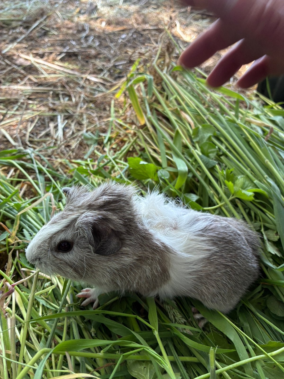 Cavia’s, Mei, Mannelijk, Cavia