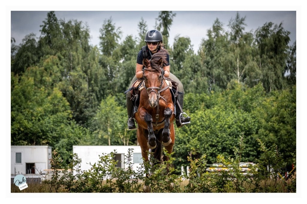 Top D-sportpony - 6y, B, Poney D (1.37 m à 1.48m), Poney de saut, 3 à 6 ans