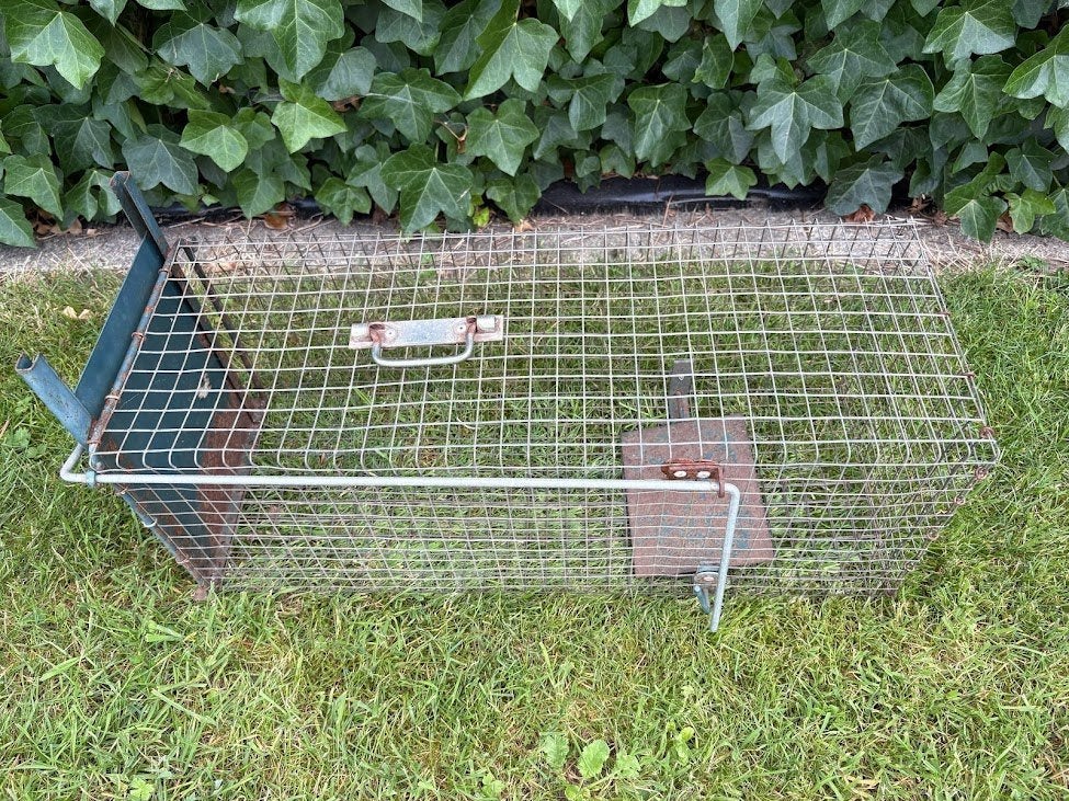 Knaagdieren val, Dieren en Toebehoren, Knaagdieren, Juli, Geslacht onbekend, Rat