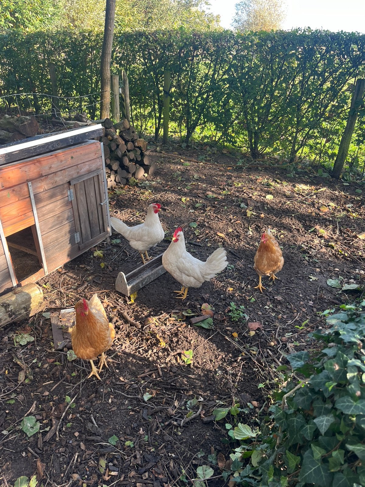 Legkippen 5 euro, Dieren en Toebehoren