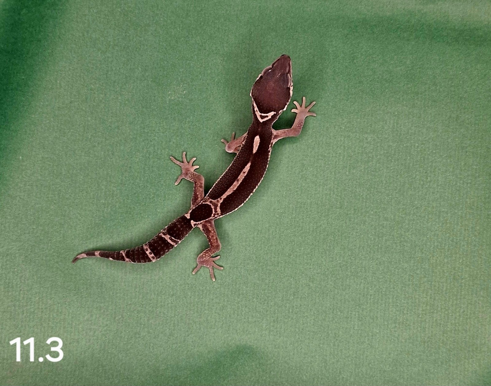 0.0.1 luipaard gecko, Dieren en Toebehoren, Reptielen en Amfibieën