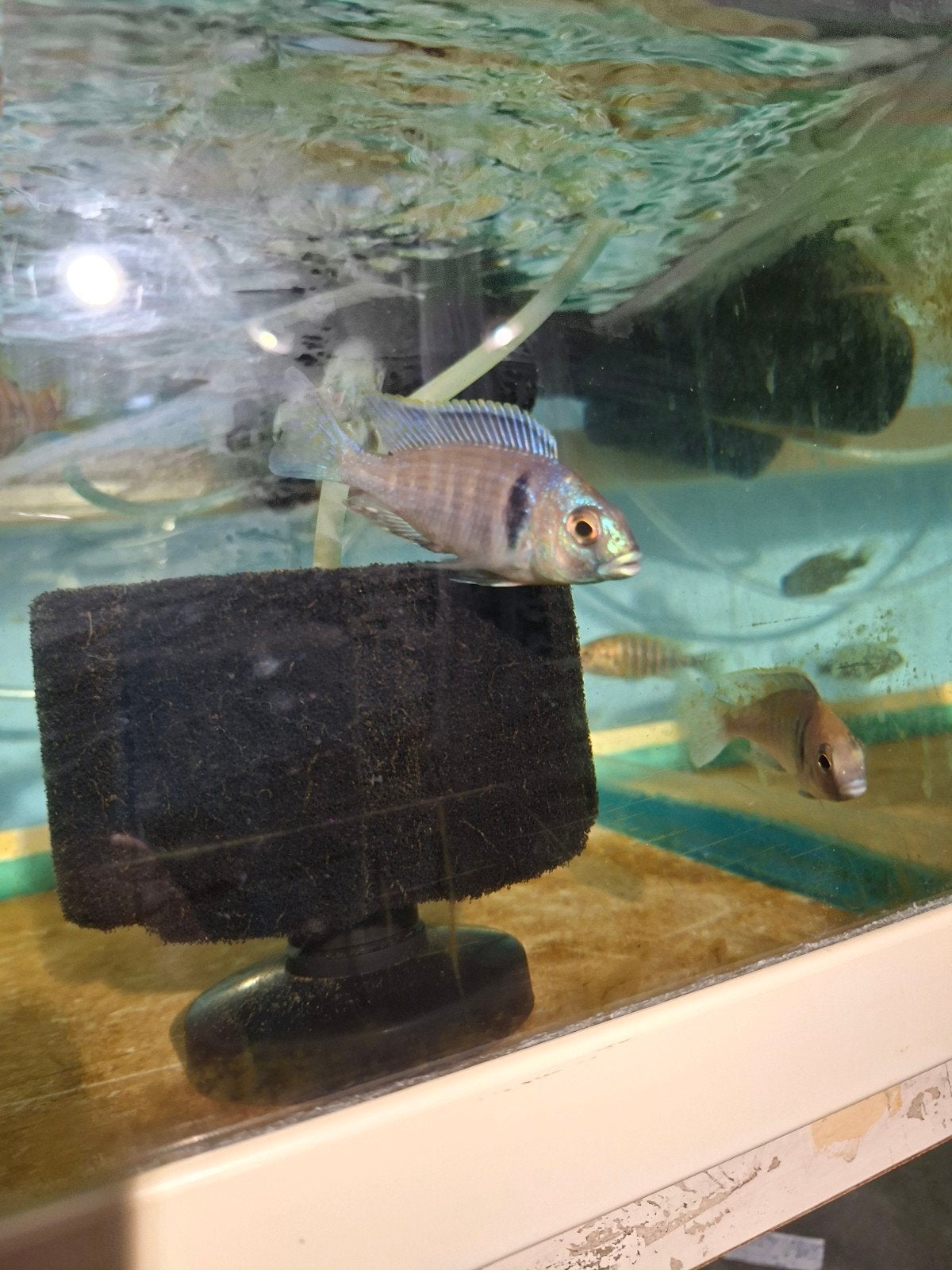 cichlides malawi placidochromis electra