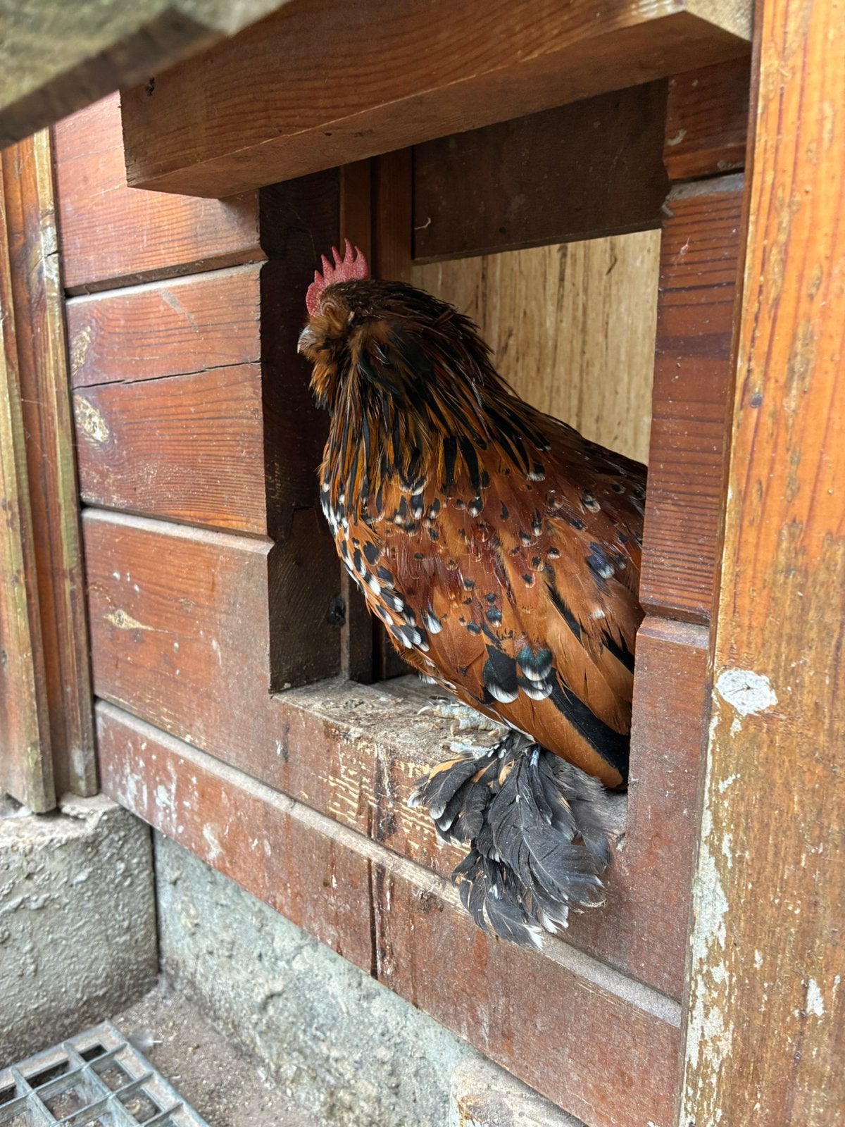 Ukkelse baardkrielen, Dieren en Toebehoren, Pluimvee, Kip