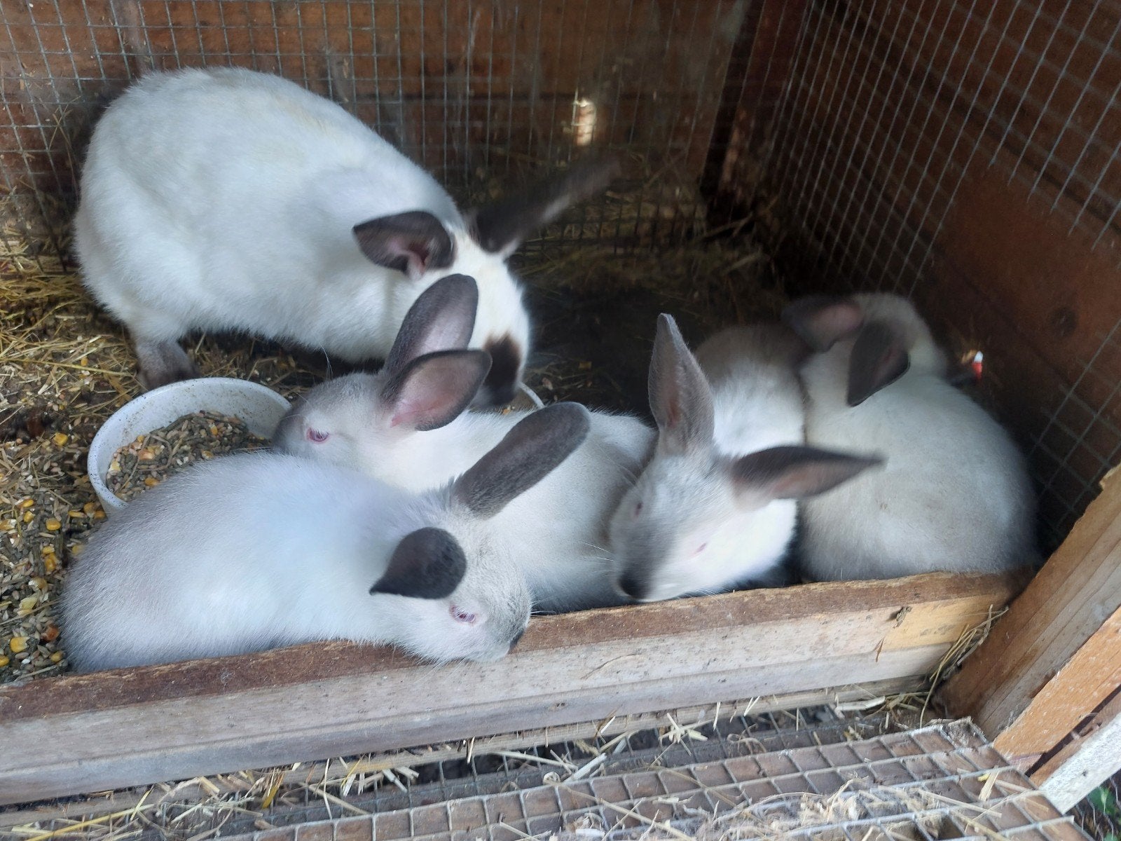 te koop californier konijnen, Dieren en Toebehoren, Geslacht onbekend
