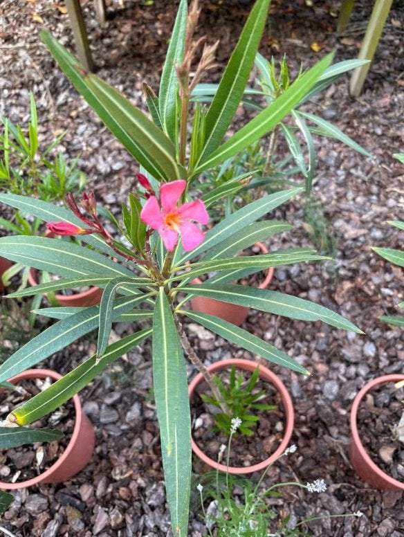 Oleanders, Autres espèces, Plein soleil, Été, Enlèvement