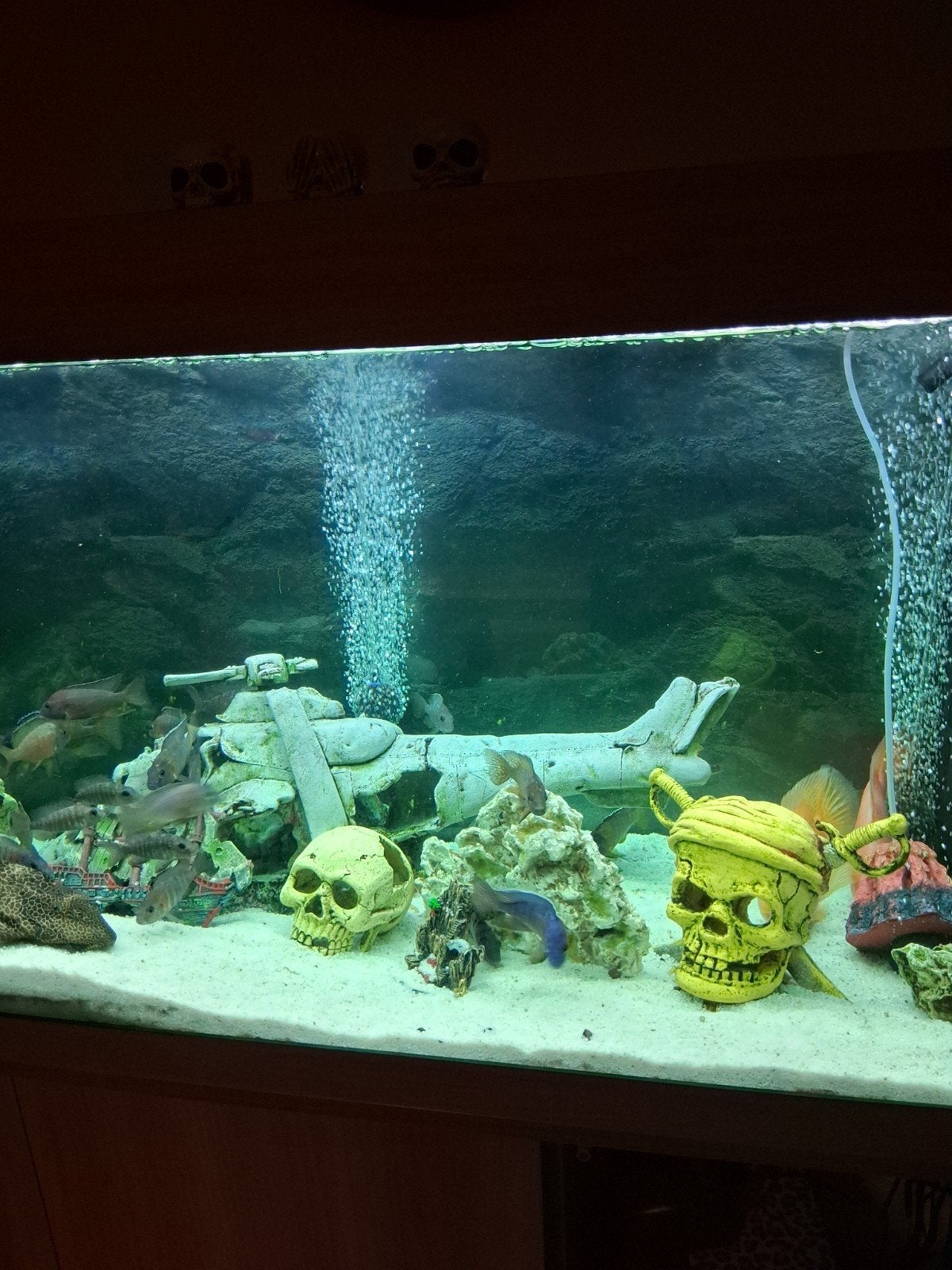 Aquarium  met vissen, Enlèvement