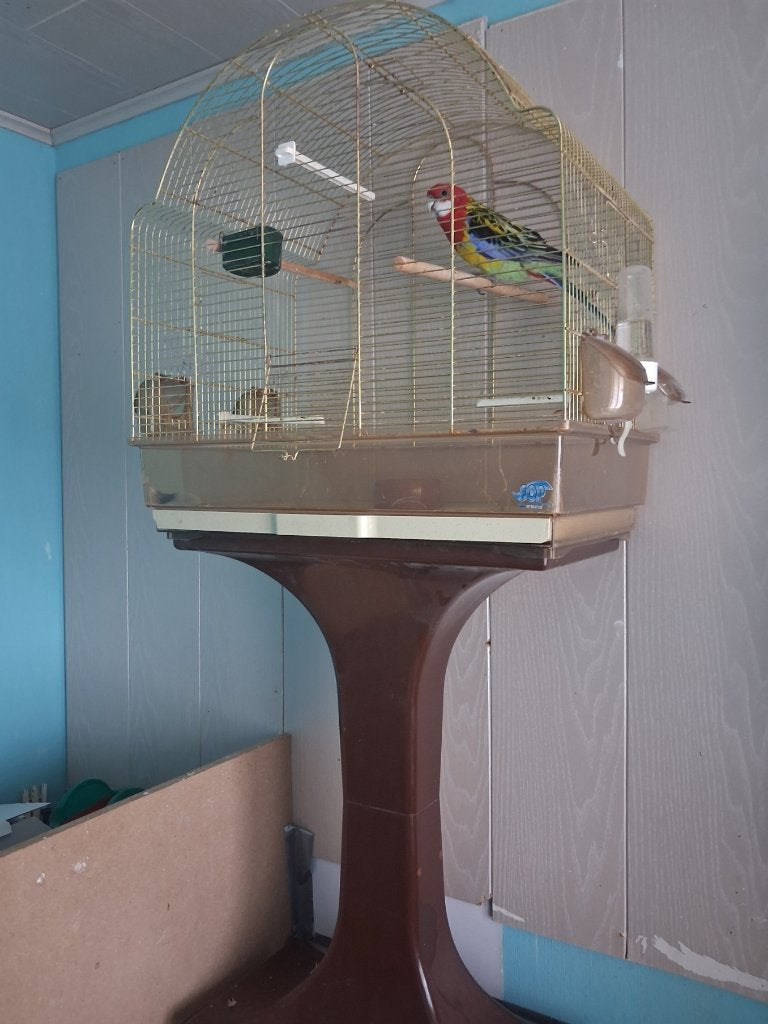 1 rosella man met kooi, Mannelijk, Tropenvogel