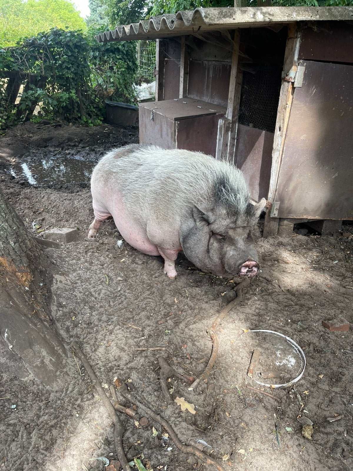 4 varkentjes zoeken dringend nieuwe thuis, Femelle, Taille moyenne, 3 à 5 ans