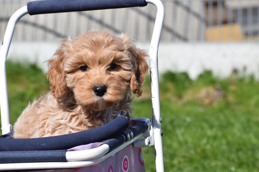 Cockapoo pups, Dieren en Toebehoren, Honden | Niet-rashonden, Middel, Meerdere dieren, Fokker | Professioneel, Meerdere, Buitenland