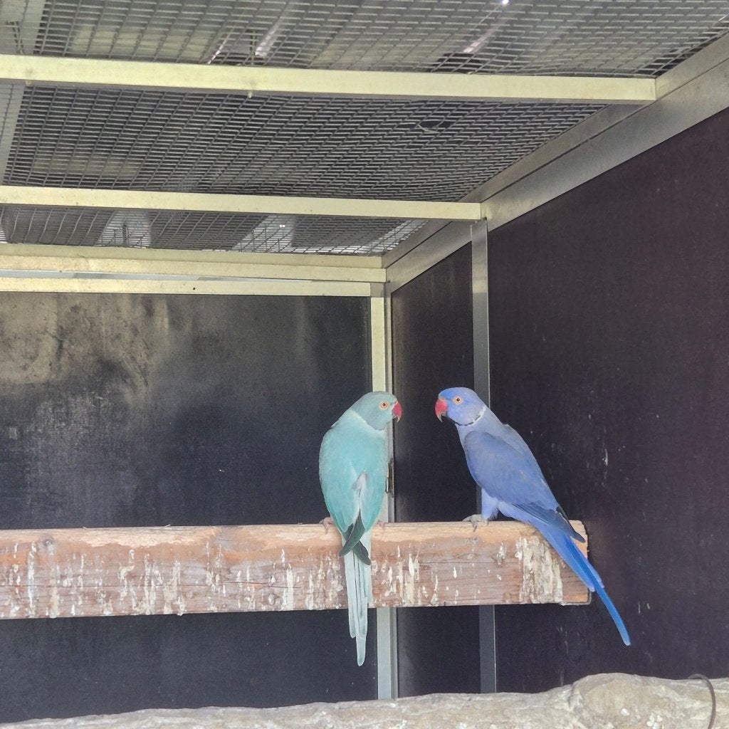 koppel halsbandparkieten opaline, Meerdere dieren, Parkiet, Geringd