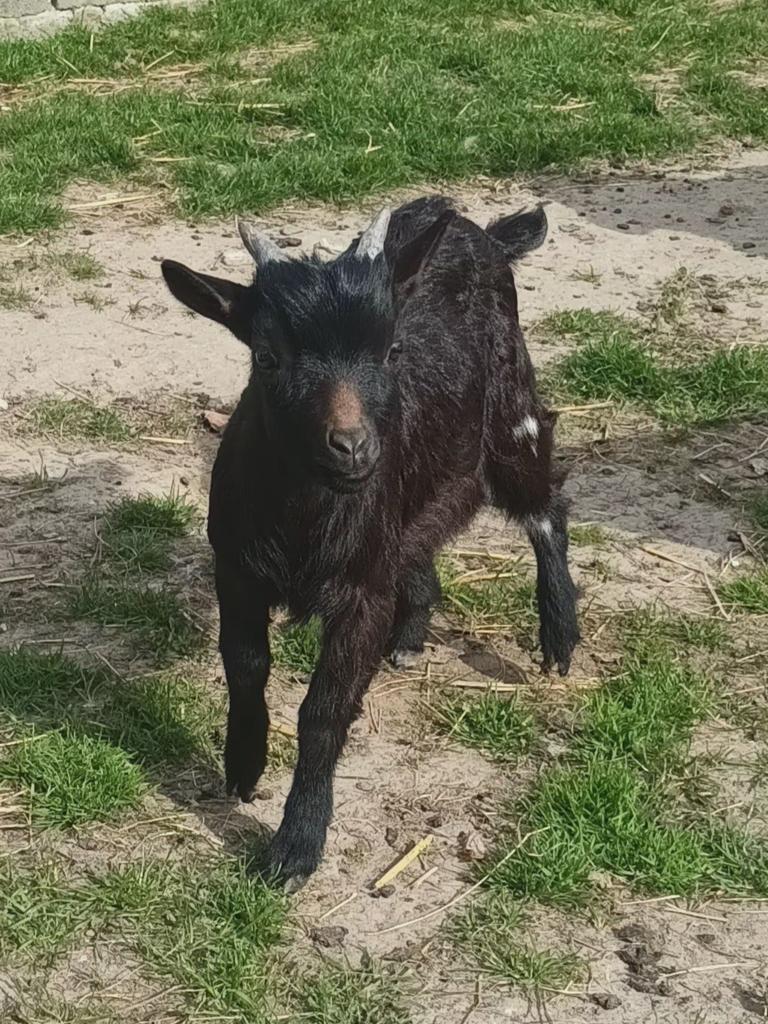Dwerggeit, Dieren en Toebehoren, Mannelijk, Geit, 0 tot 2 jaar