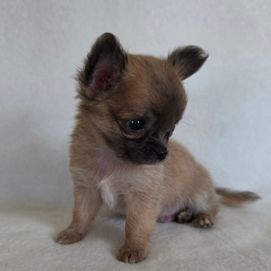 Chihuahua pup (klein reutje), Parvo, België, Particulier, Reu