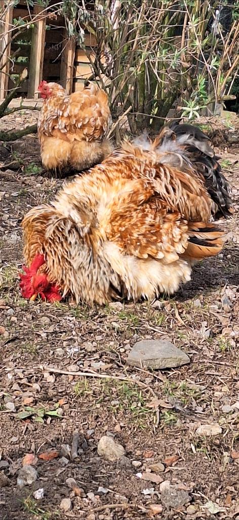 Cochin kriel krulveer haan, Dieren en Toebehoren, Pluimvee