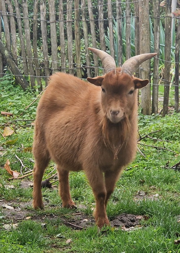 Abrikoos dwerggeiten bok, Mâle, Chèvre, 0 à 2 ans