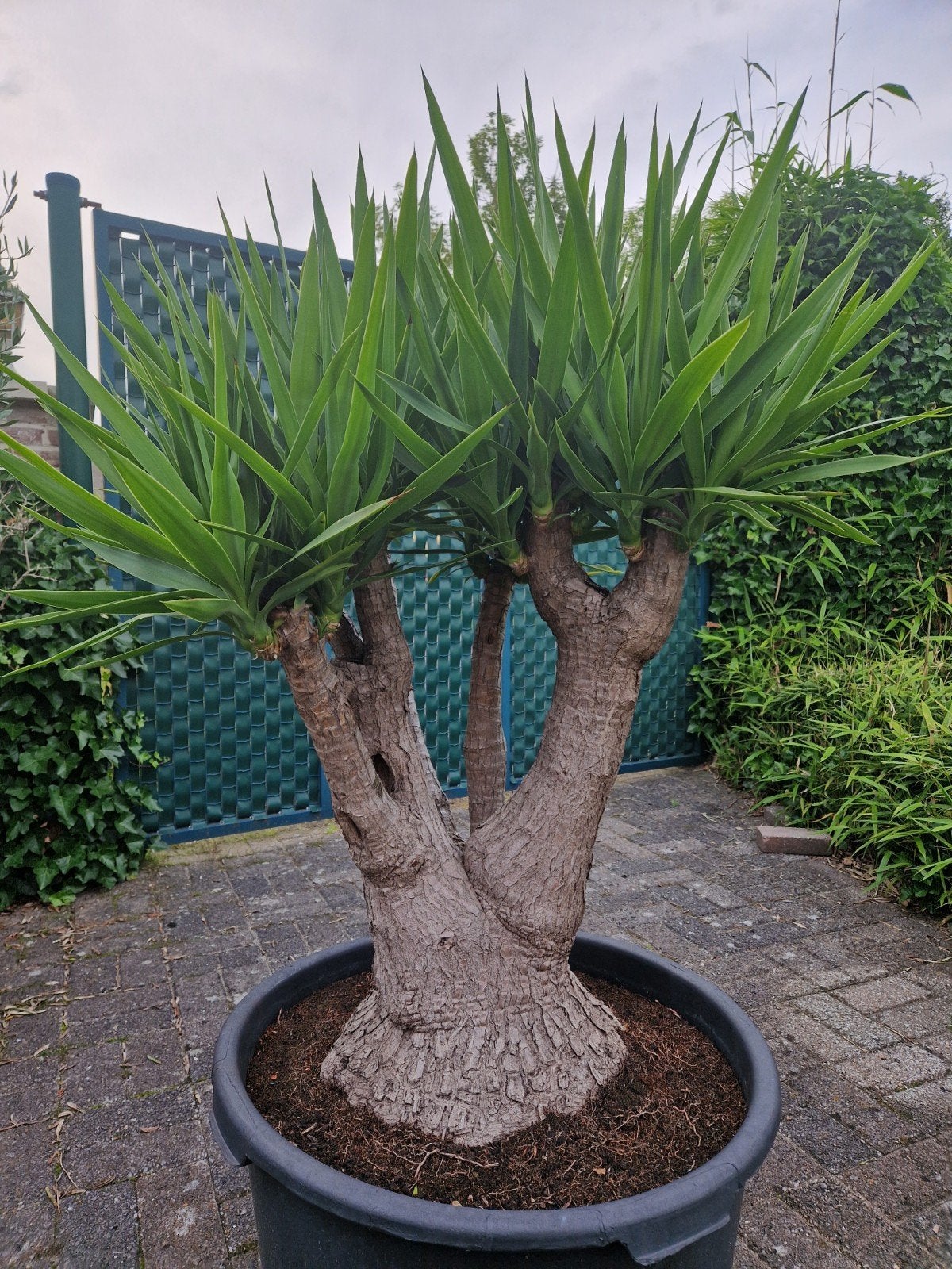 Prachtige yucca met zeer dikke stam., Tuin en Terras, Planten | Bomen, Ophalen, In pot