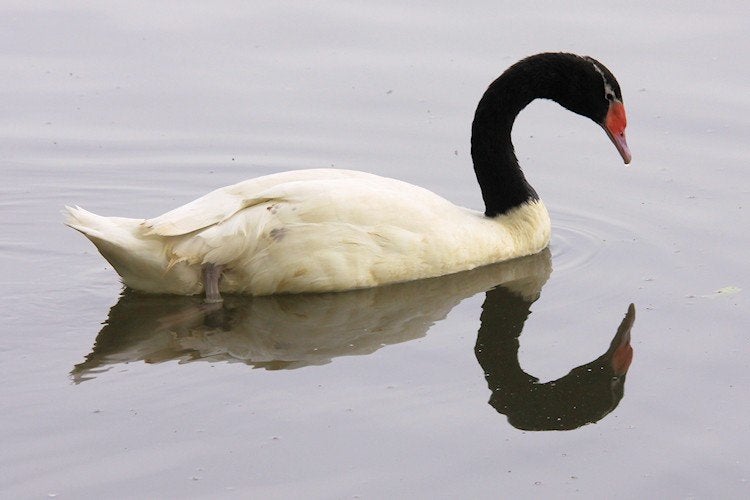 Zwarthalszwaan, Plusieurs animaux, Oie ou Cygne