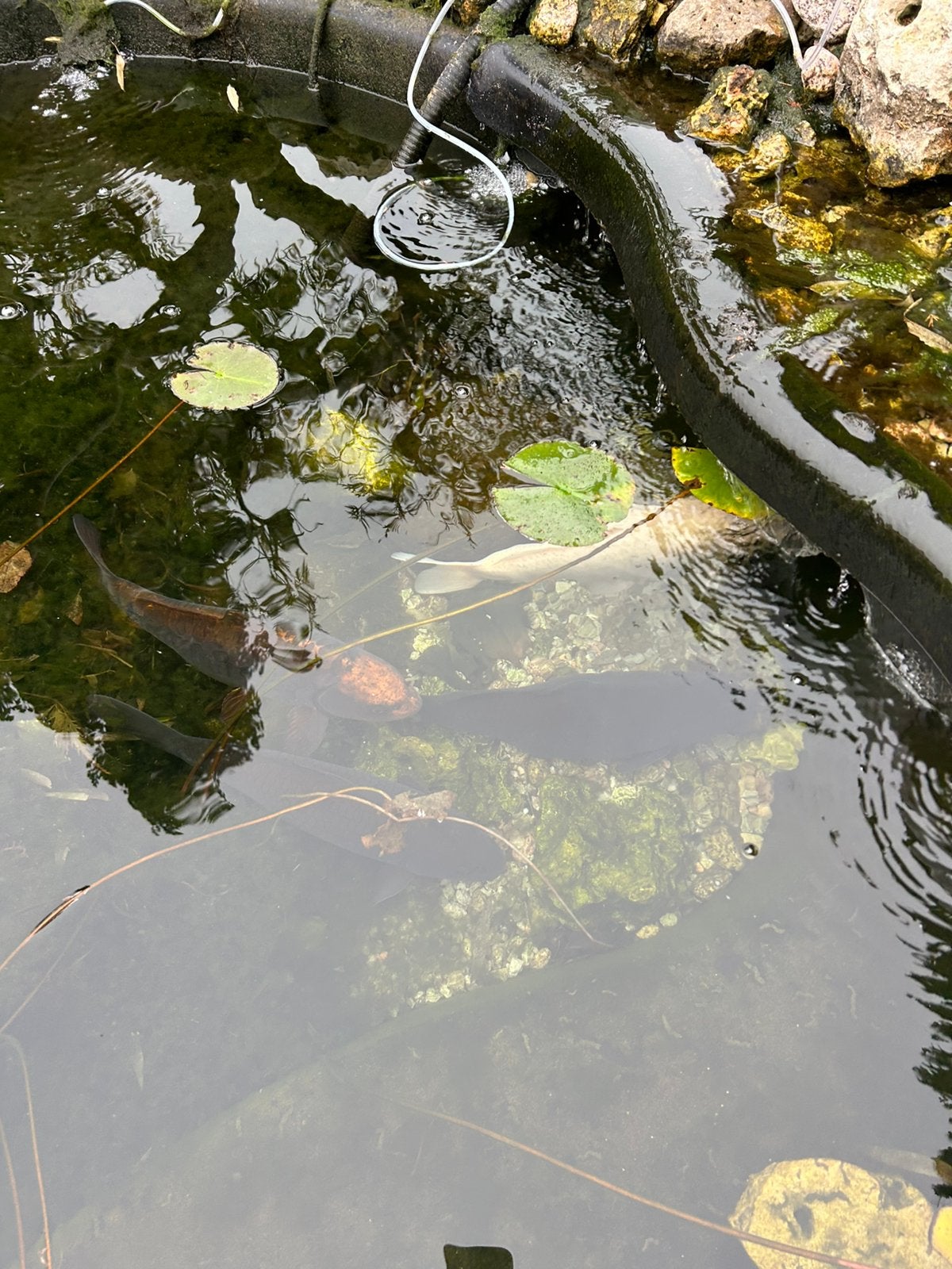 5 koi’s, Ophalen, Zo goed als nieuw