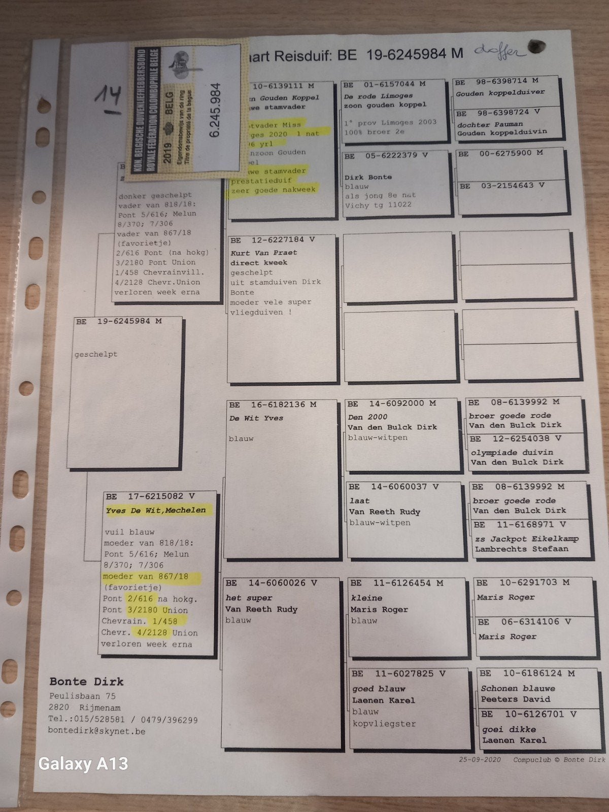 kweekduiver bonte dirk, Dieren en Toebehoren, Mannelijk, Postduif