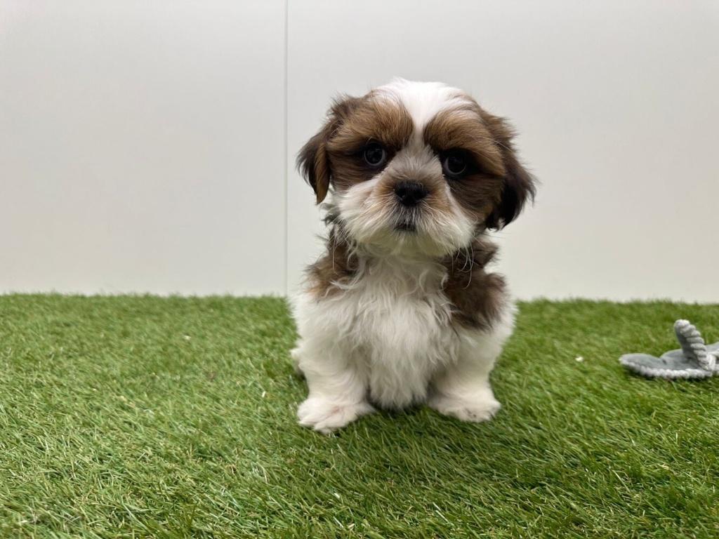 Shih Tzu pups, België, Overige rassen, 8 tot 15 weken, Parvo