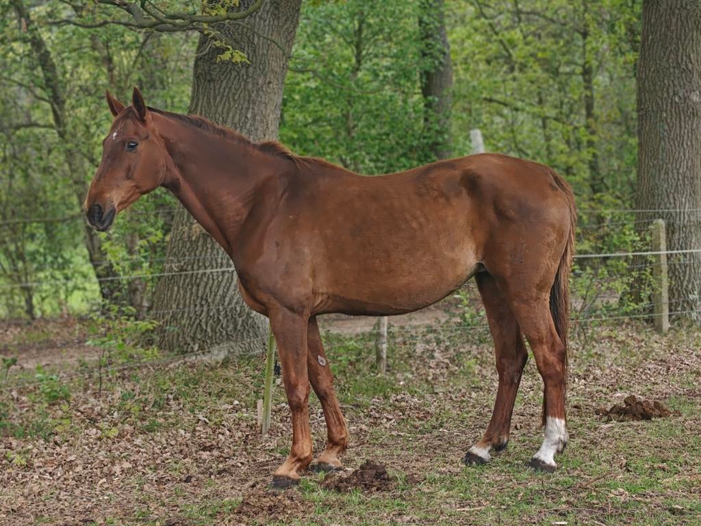 Super vriendelijke grote Duitse fokmerrie of projectje, Dieren en Toebehoren, Merrie, Met stamboom, 11 jaar of ouder, Recreatiepaard