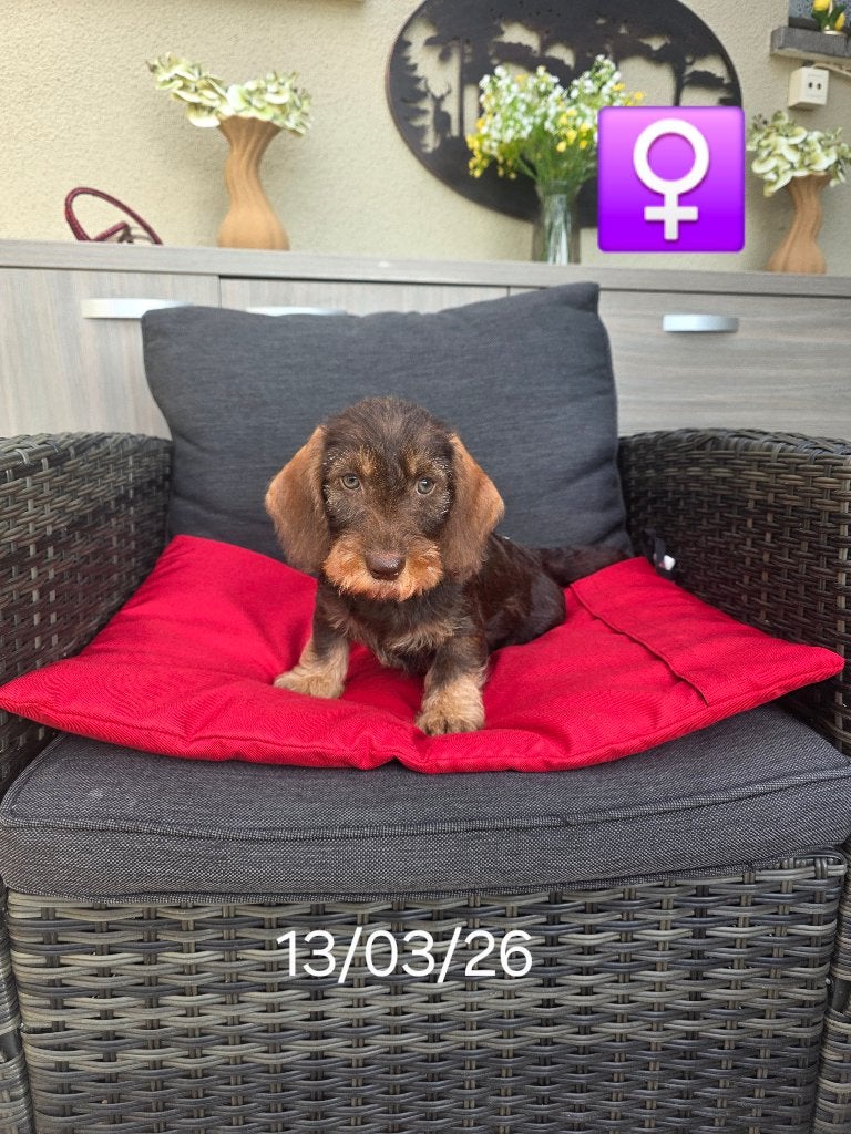chiots teckel à poil grossier, Animaux & Accessoires, Chienne, Belgique, Poils durs, Plusieurs