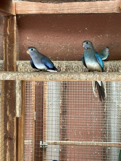Splendid-Turquasine, Plusieurs animaux, Perruche, Bagué