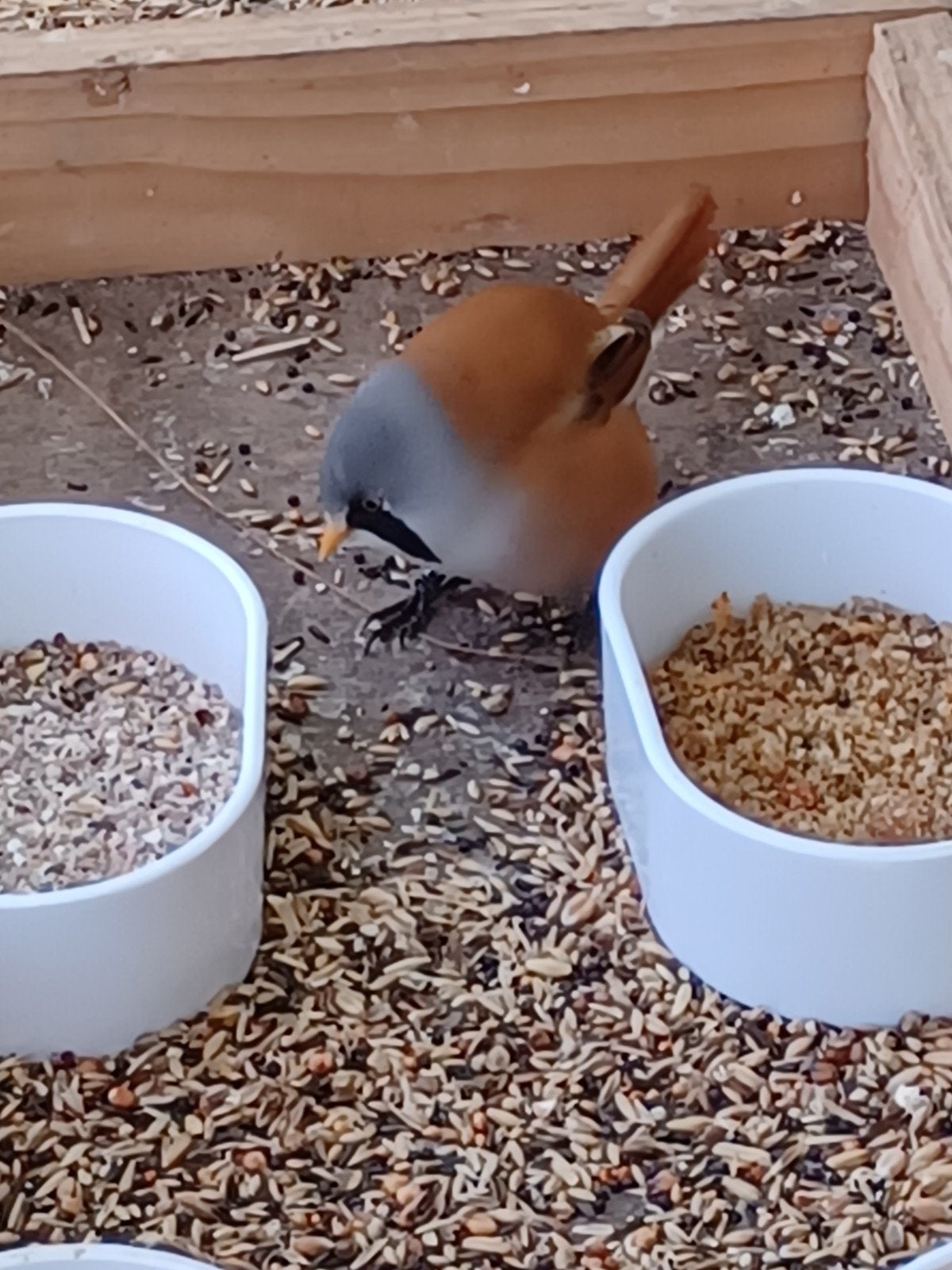 Vogels- duifjes, Dieren en Toebehoren, Vogels | Duiven