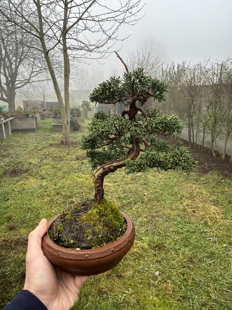 Juniperus bonsai, Ophalen