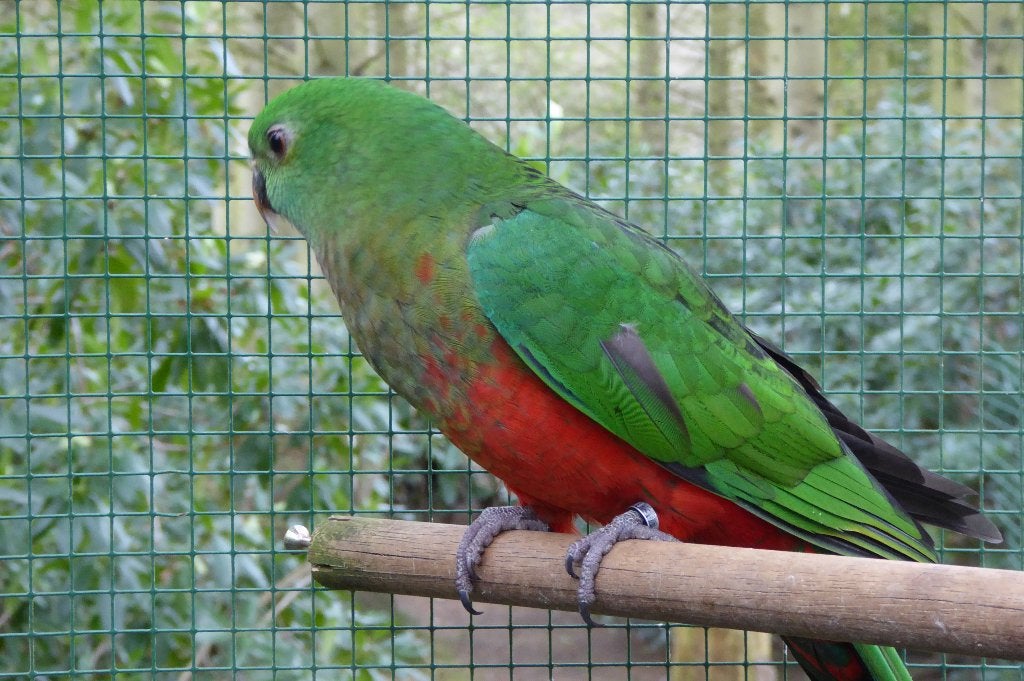 KONINGS PARKIETEN, Plusieurs animaux, Perruche, Domestique
